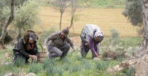 Ege’nin ‘Zeytinyağı İmecesi’ başladı