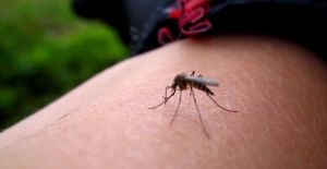 Taşıyıcı sivrisineklerin neden olduğu Batı Nil virüsüne dikkat