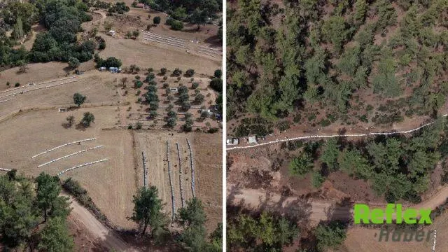 Muğla’da çam balı hasadı başladı, arıcılar yüksek rekolte bekliyor
