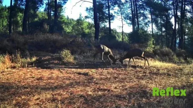 Ganos Dağları'nda İ̇ki Karacanın Boynuz Boynuza Mücadelesi Kamerada
