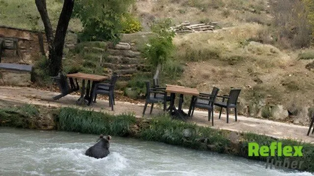 Restoran Bahçesindeki Yavru Ayı Su Kanalından Kaçtı