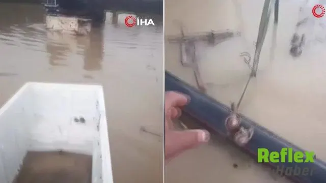 Sakarya’da Sel Sularında Mahsur Kalan İ̇ki Salyangozu Kurtardı