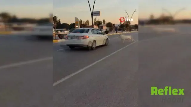 Manisa’da Karayoluna Çıkan Üç Keçi Otomobil Çarpmasıyla Telef Oldu