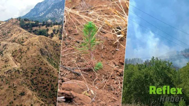 Kahramanmaraş’taki Yangının Ardından 27 Bin Fidan Toprakla Buluştu