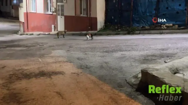 Bayburt’ta Kedi Tilkiyi Mahalle Boyunca Kovaladı