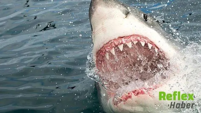 Baja California Açıklarında Tekne Alabora Oldu: 11 Kişi Kayıp