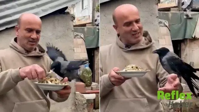 Kocaeli'de Ömer Tek, Dört Yıldır Beslediği Kargasına Balık Yedirdi