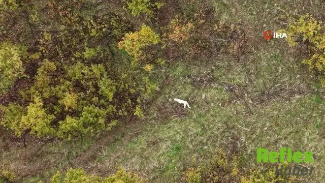 Muş'ta Çoban Köpeği Ve Porsuğun Mücadelesi Havadan Görüntülendi