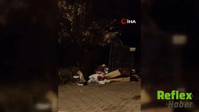 Sarıkamış Sokaklarında Gece Mesaisi Yapan Boz Ayılar Kamerada